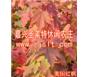 美國改良紅楓、美國紅楓（北方之火）、美國紫樹（多花藍(lán)果樹）、等彩葉樹