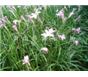 紫荊，木芙蓉，韭蘭，蔥蘭，麥冬草