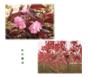 紅葉櫻花