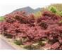 紅楓、櫻花、五針?biāo)?、玉蘭等