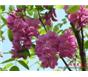 香花槐 銀杏 金絲垂柳