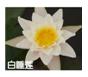 睡蓮-白睡蓮