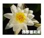 睡蓮-佛琴娜莉斯