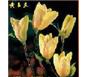 香樟/欒樹/合垂柳/垂槐/國槐/黃槐