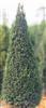 杭州蕭山-曼地亞紅豆杉2-20年