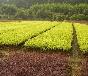 紅葉小檗、金葉女貞、龍柏、黃楊、紅葉石楠