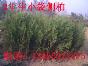 油松苗側(cè)柏苗 油松側(cè)柏苗木 荒山綠化苗 
