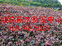 紅花繼木、杜鵑、紅葉石楠