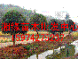 八月桂、四季桂、火紅丹桂