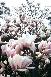 櫻花、海棠、玉蘭、羽毛楓、五針?biāo)? /></a></dt>
                                            <dd><a href=