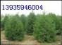 白皮松 山貨白皮松 占地白皮松 山西白皮松 白皮松