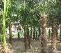 棕櫚