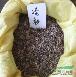 供應(yīng)沙冷杉種子/山東沙冷杉種子低價(jià)格批發(fā)