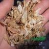 美國紅楓種子價格處理