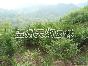 紅豆杉行情報(bào)價(jià)\紅豆杉圖片展示