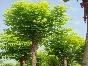 山東白蠟最新報(bào)價(jià)/白蠟圖片