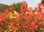 美國紅楓園