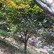 最實惠紅楓批發(fā)/浙江最實惠紅楓