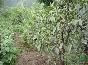山東【核桃苗】種植基地