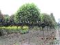 四川高桿桂花 四川桂花價格 成都獨桿桂花 四川成都綠化苗木