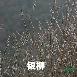 垂柳、曲柳、饅頭柳、直生柳、金絲柳、