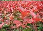 紅葉石楠（地載，容器苗）