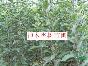杏樹(shù)苗