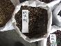 銅錢樹種子，銅錢樹，銅錢樹基地，江蘇沭陽(yáng)銅錢樹，銅錢樹價(jià)格