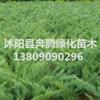 沙地柏 地柏 沙地柏小苗 地柏小苗