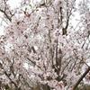 江蘇蘇圃染井吉野櫻價格優(yōu)惠