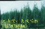 河南檜柏,檜柏,河南檜柏價(jià)格，檜柏基地，哪里有河南檜柏