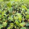 湖南茶花小苗10-20-30-40-50公分茶花小苗