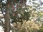 東林林木種苗，九江紅果冬青苗木