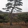 山東萊蕪造型油松.大樹古樹.黑松.赤松.盤景.柿子樹.