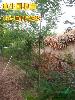 鑫合園林200萬速生國槐苗、速生國槐苗供應(yīng)商