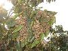 胖娃娃拐棗種苗、紅拐棗種苗（全國首家專業(yè)繁育單位）