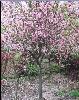 特價供應(yīng)1-15公分垂絲海棠