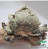 供應沈陽大連鞍山水仙花批發(fā)水仙花種球批發(fā)徐州水仙花價格(圖)