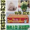 供應最新水仙花價格水仙花批發(fā)漳州水仙花種球價格(圖) 