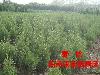 蜀檜，塔柏，低價(jià)批發(fā)蜀檜，南京蜀檜