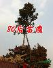 2014年13公分廣玉蘭價(jià)格