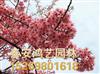 泰安鴻藝櫻花基地/山東櫻花種植基地/山東櫻花樹(shù)苗價(jià)格
