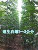 白蠟、國(guó)槐、柳樹(shù)、海棠