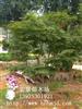 湖南紅楓價(jià)格苗圃提供的嫁接紅楓價(jià)格是市場(chǎng)最新