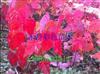 美國紅楓圖片、陜西美國紅楓|美國紅楓圖片