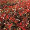 紅葉石楠小苗 庭院花園植物 國(guó)道省道綠化 龍巖太極花卉