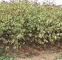 山東紅葉碧桃1最新報(bào)價(jià)/紅葉碧桃1圖片