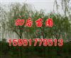 5公分垂柳價(jià)格 6公分垂柳價(jià)格