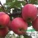 矮化蘋果苗，煙富三號(hào)，煙富六號(hào)，富士王，美國八號(hào)