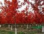 紅楓樹基地提供求購美國紅楓購買紅楓樹價(jià)格市場供應(yīng)信息